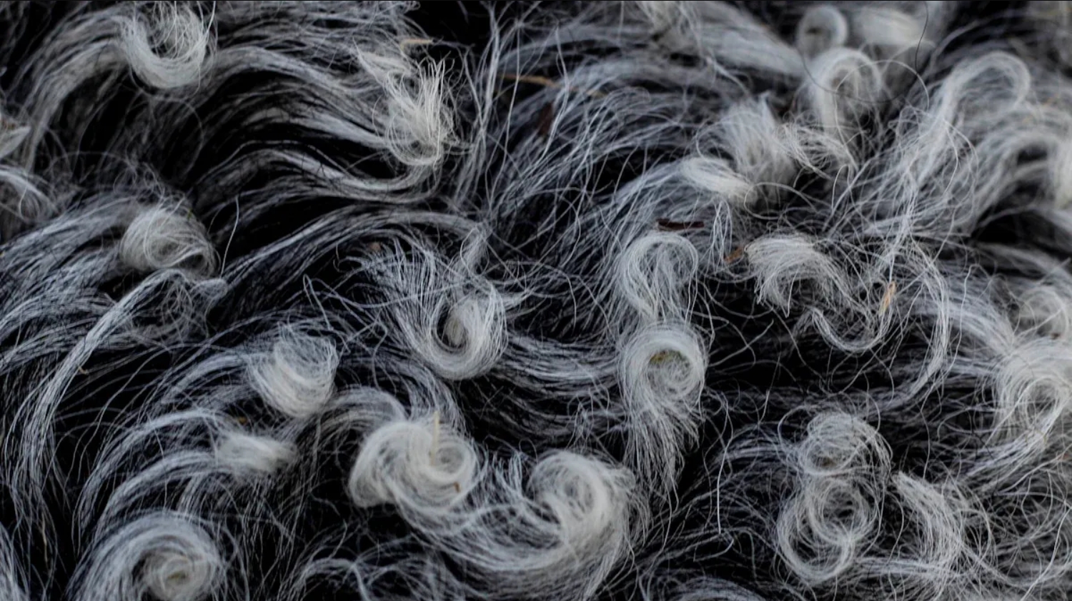 Cashmere Vs Wool:What Is The Difference